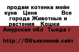 продам котенка мейн-куна › Цена ­ 35 000 - Все города Животные и растения » Кошки   . Амурская обл.,Тында г.